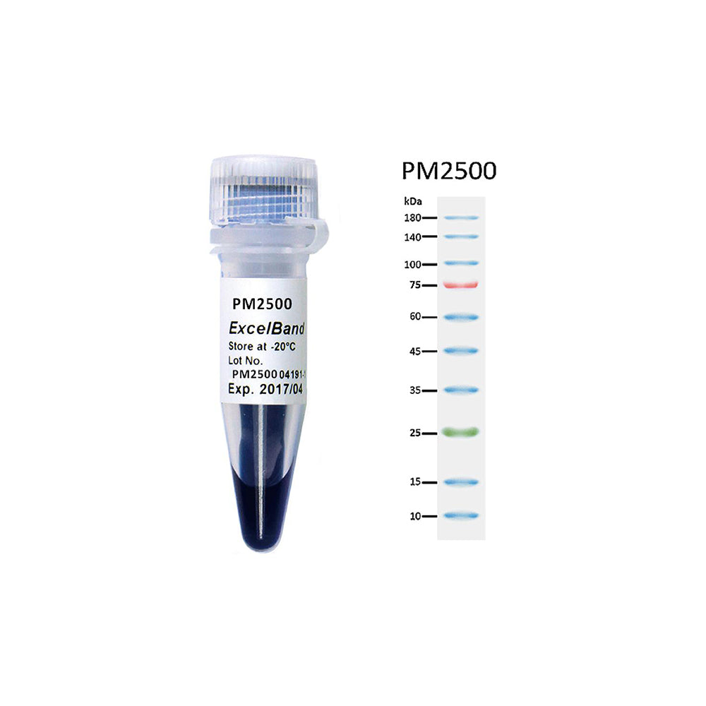 ExcelBand™ 3-color Regular Range Protein Marker, 250 μl x 2