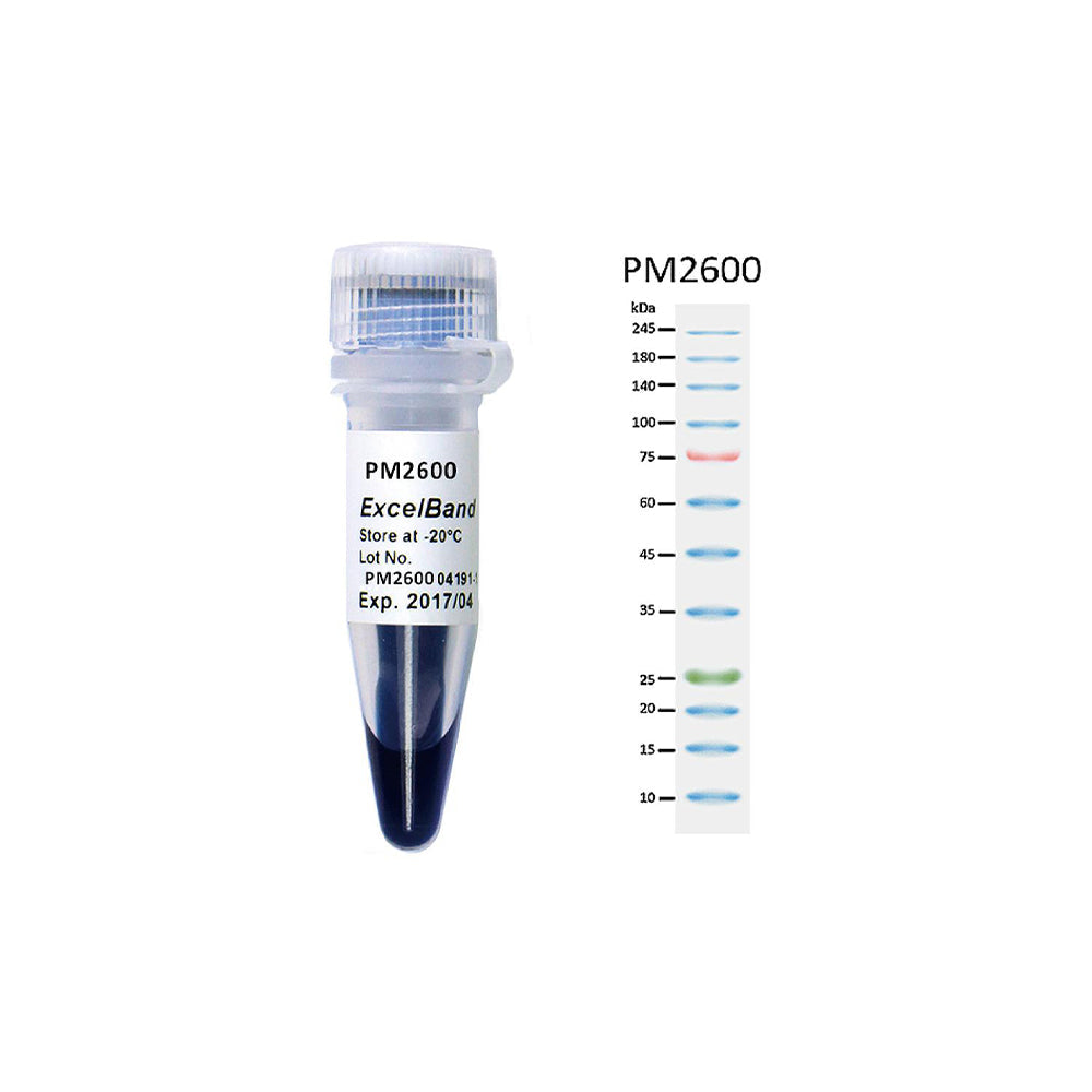 ExcelBand™ 3-color High Range Protein Marker, 250 μl x 2